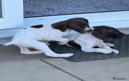 German Shorthaired Pointer dogs for sale: Gsp pups  - Image 3