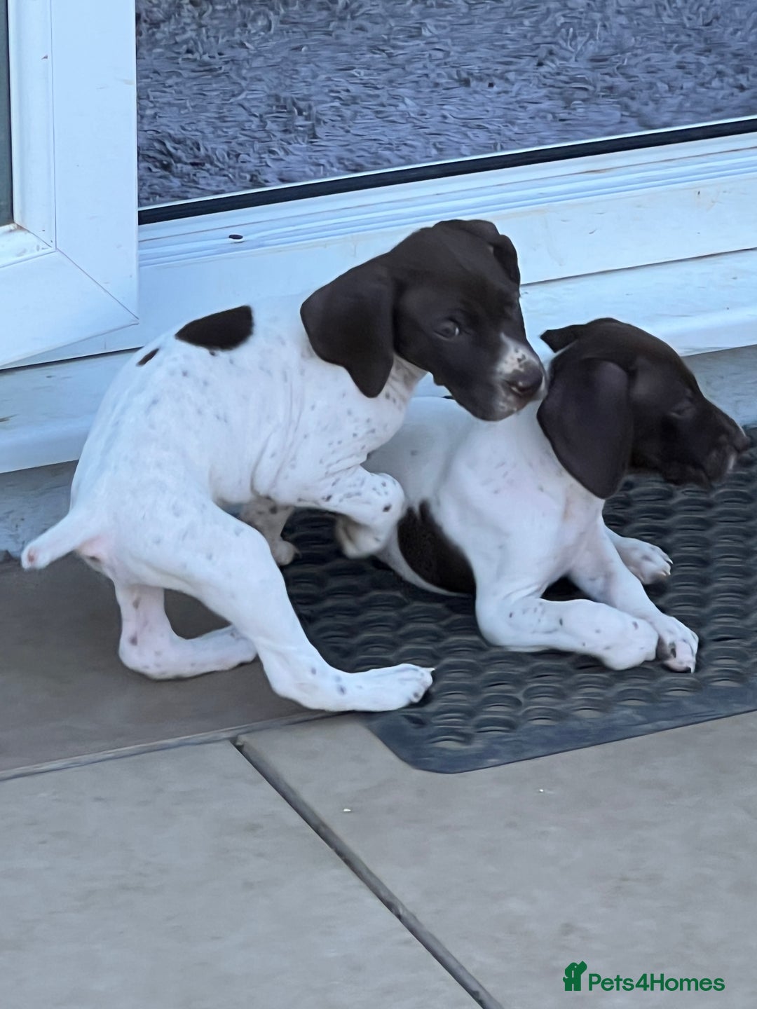 German Shorthaired Pointer dogs for sale: Gsp pups  - Image 3