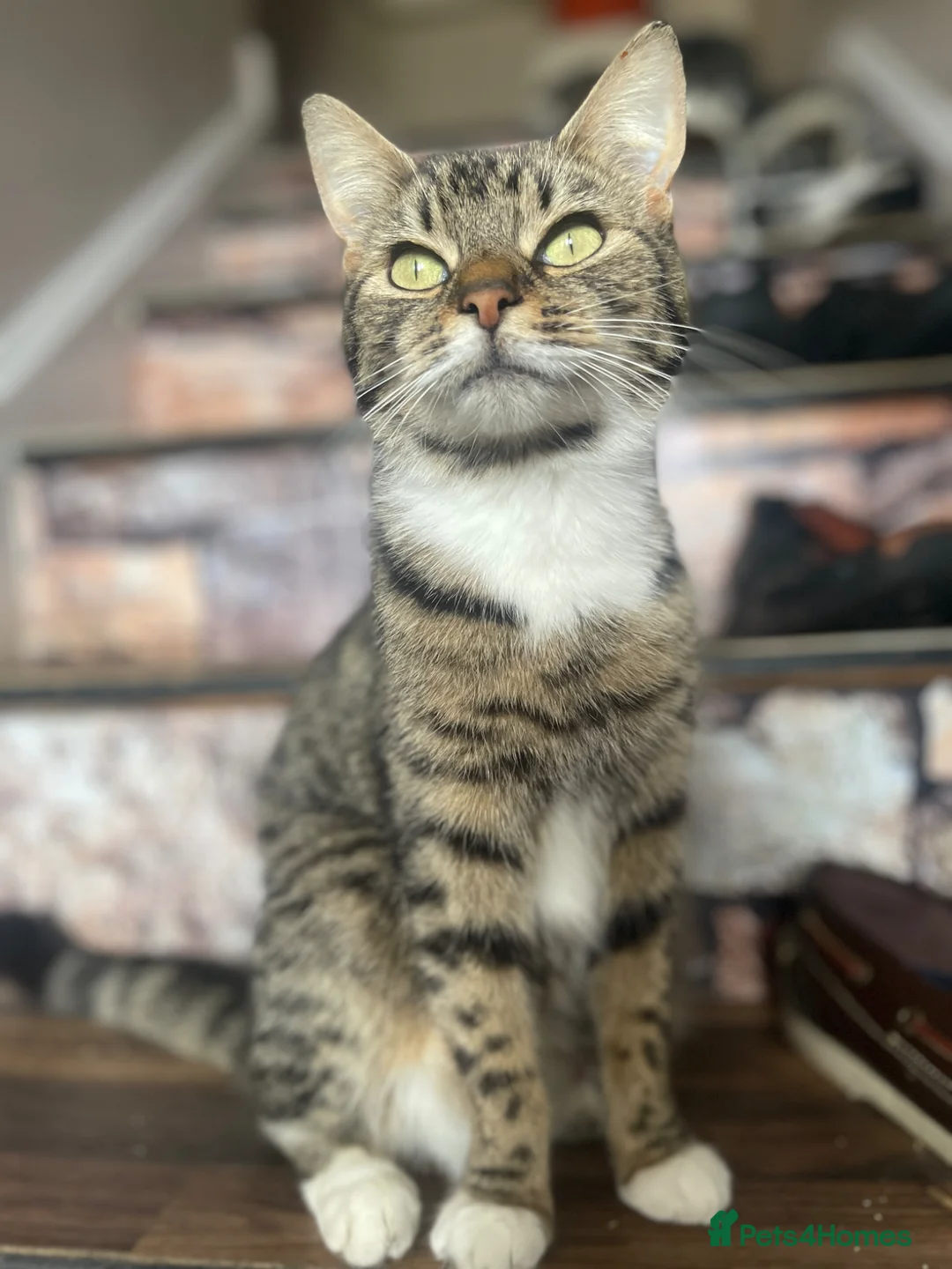 Siberian cats for sale: Siberian Cross Kittens - Advert 4