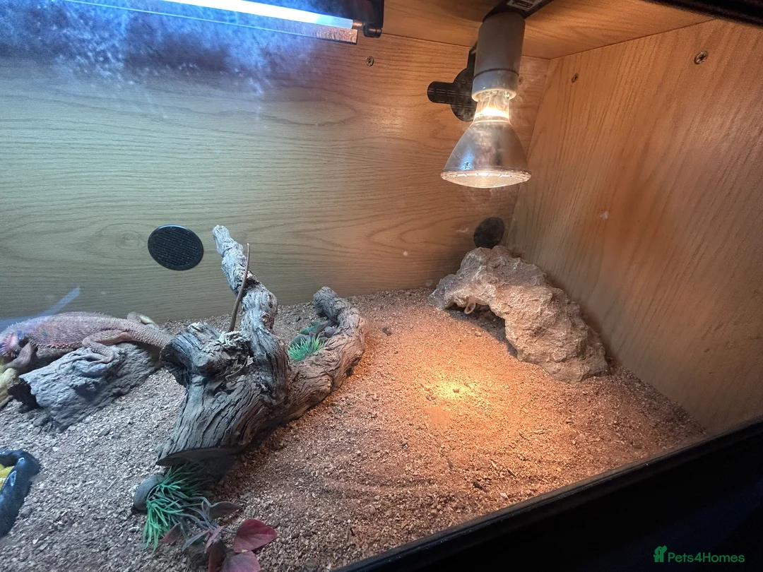 Bearded Dragon reptiles for sale: 1 year old female bearded dragon with enclosure  - Advert 9