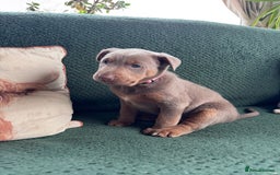 Australian Kelpie dogs for sale: Australian Kelpie Puppies WKC Registered - Image 23