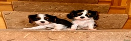 Cavalier King Charles Spaniel dogs for sale: Cavalier King Charles puppy’s  - Advert 19