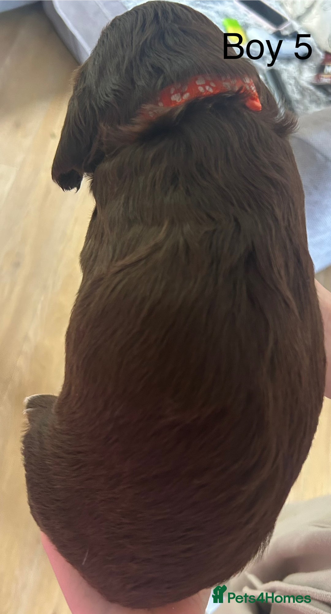 Sprocker dogs for sale: Sprocker puppies  - Image 13