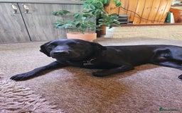 Mixed Breed dogs for sale: German shepherd x Working Labrador puppies  - Advert 2