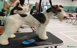 Fox Terrier dogs for sale: Gorgeous Wire Fox Terrier Pup Available. - Image 4