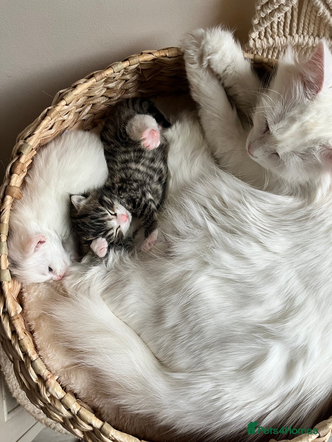 Siberian cats for sale: Three Fluffy Kittens - Advert 5
