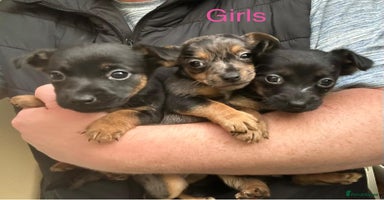 Jack Russell dogs - Advert 4