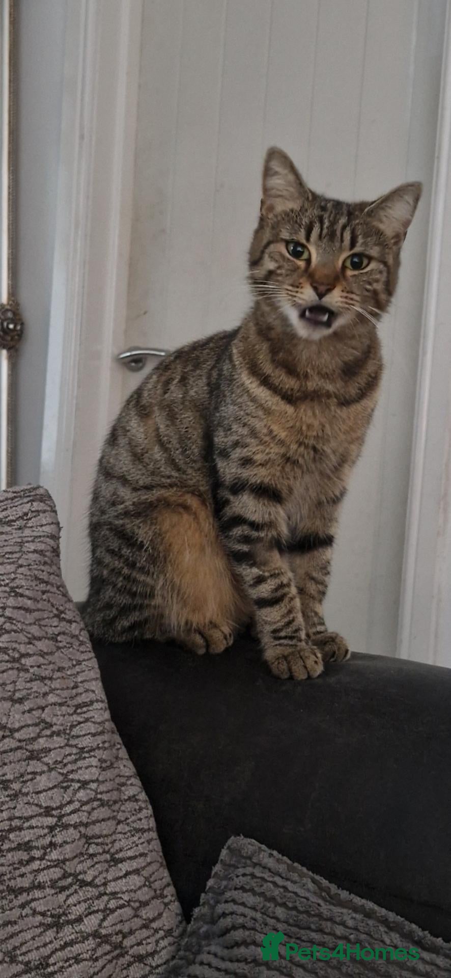 Mixed Breed cats 2 year old cat needs rehoming  - Advert 1