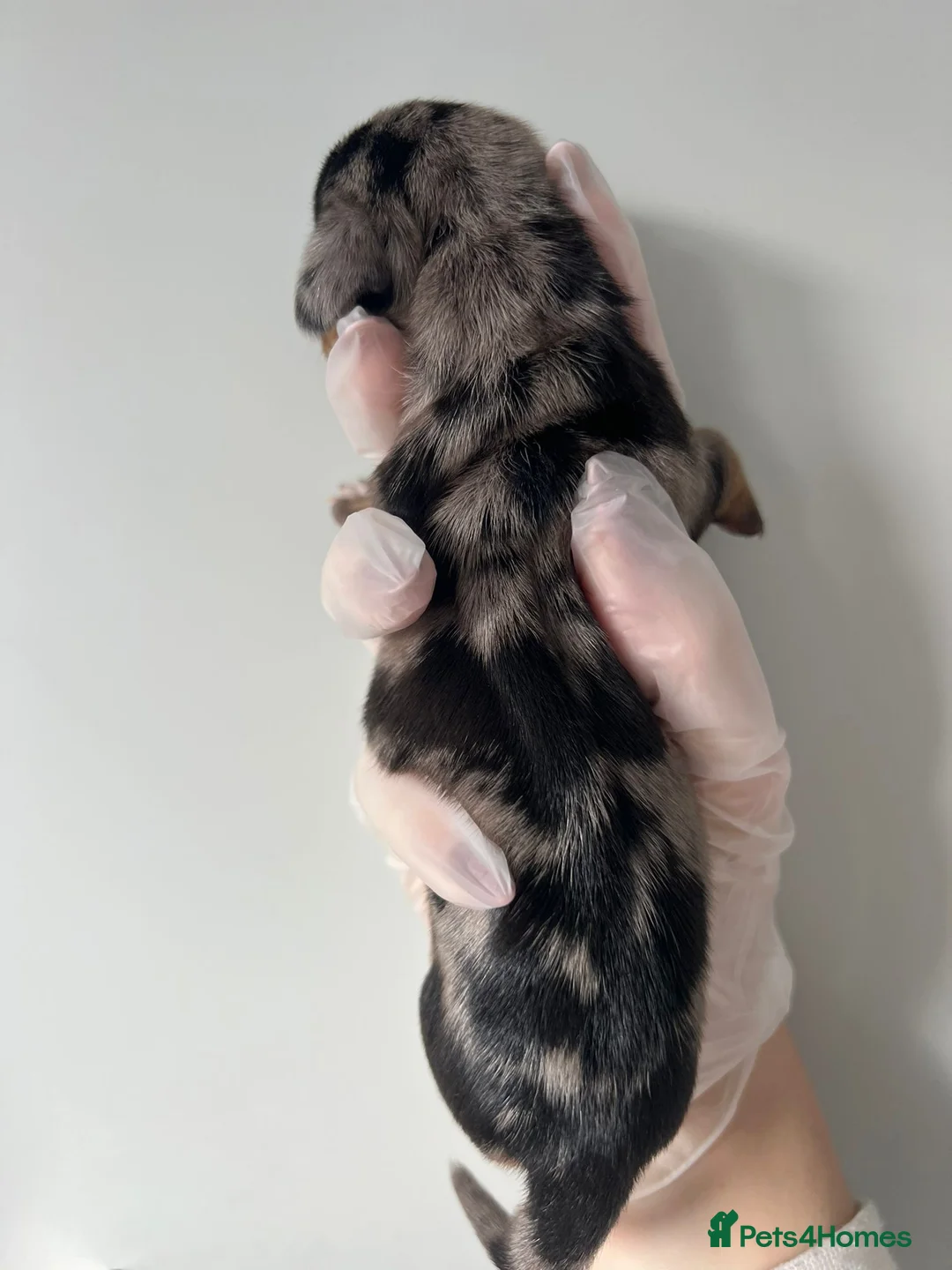 Miniature Dachshund dogs for sale: Beautiful KC Registered Minature Dachshunds  in Portsmouth - Advert 21