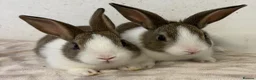 Dutch rabbits for sale: Baby Dutch bucks for sale  - Advert 4