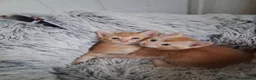 Maine Coon cats for sale: ***Beautiful mainecoon cross kittens***  - Advert 13