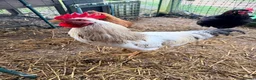 Chickens poultry for sale: Cockerel needs rehoming!  - Advert 2