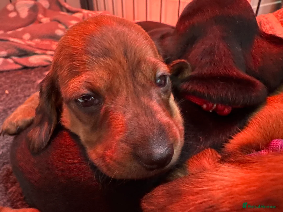 Miniature Dachshund dogs for sale: Gorgeous girls Mini Dachshund  - Advert 12