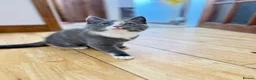 British Shorthair cats for sale: British Shorthair Female Kitten - Advert 4