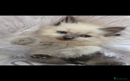 Siberian cats for sale: GCCF champion bloodline siberian neva masquerade  in Rhyl - Image 23