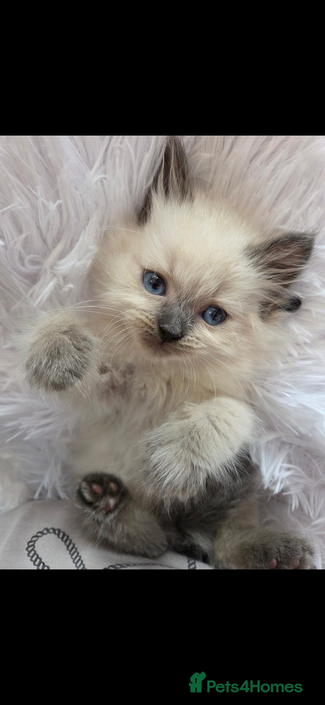 Siberian cats for sale: GCCF champion bloodline siberian neva masquerade  in Rhyl - Image 23