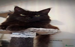 Maine Coon cats for sale: Maine Coon Male- Silver Tabby Kitten  - Image 9