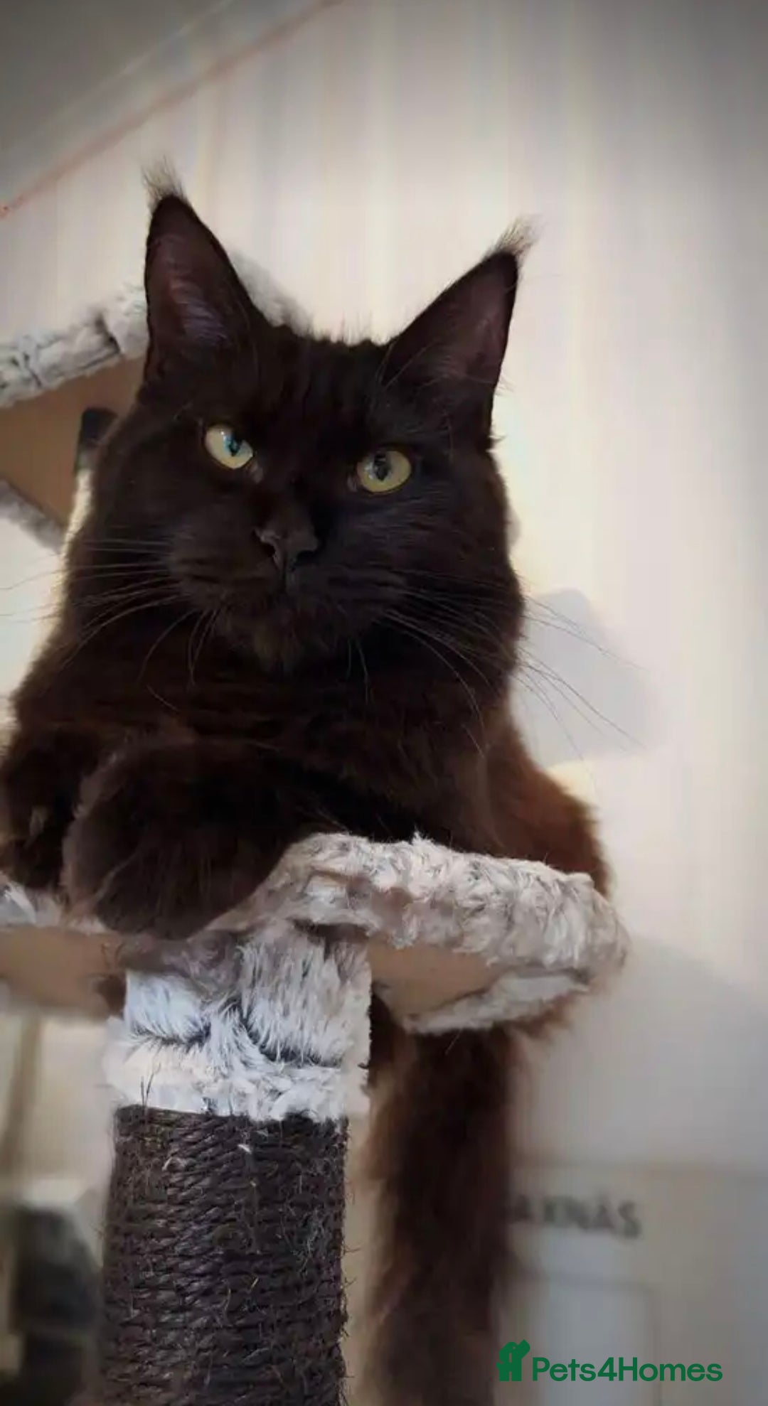 Maine Coon cats for sale: Maine Coon Male- Silver Tabby Kitten  - Image 9