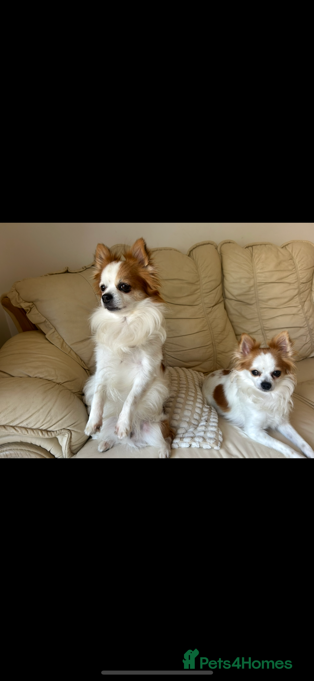 Chihuahua dogs for stud: Long haired party chihuahua  - Advert 11