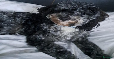 Cockapoo dogs - Advert 5