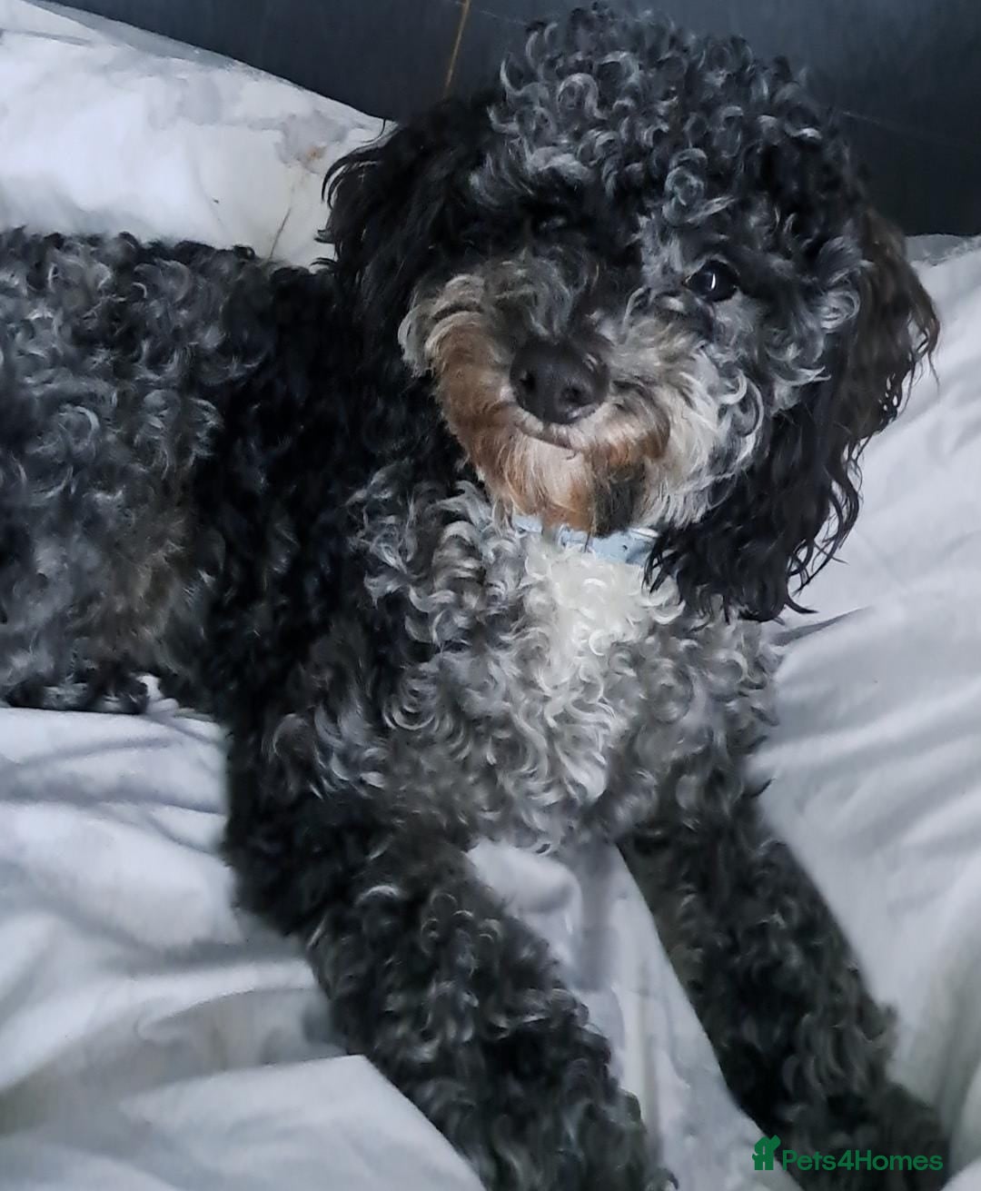 Cockapoo dogs for sale: Gorgeous cockapoo puppies. - Image 4