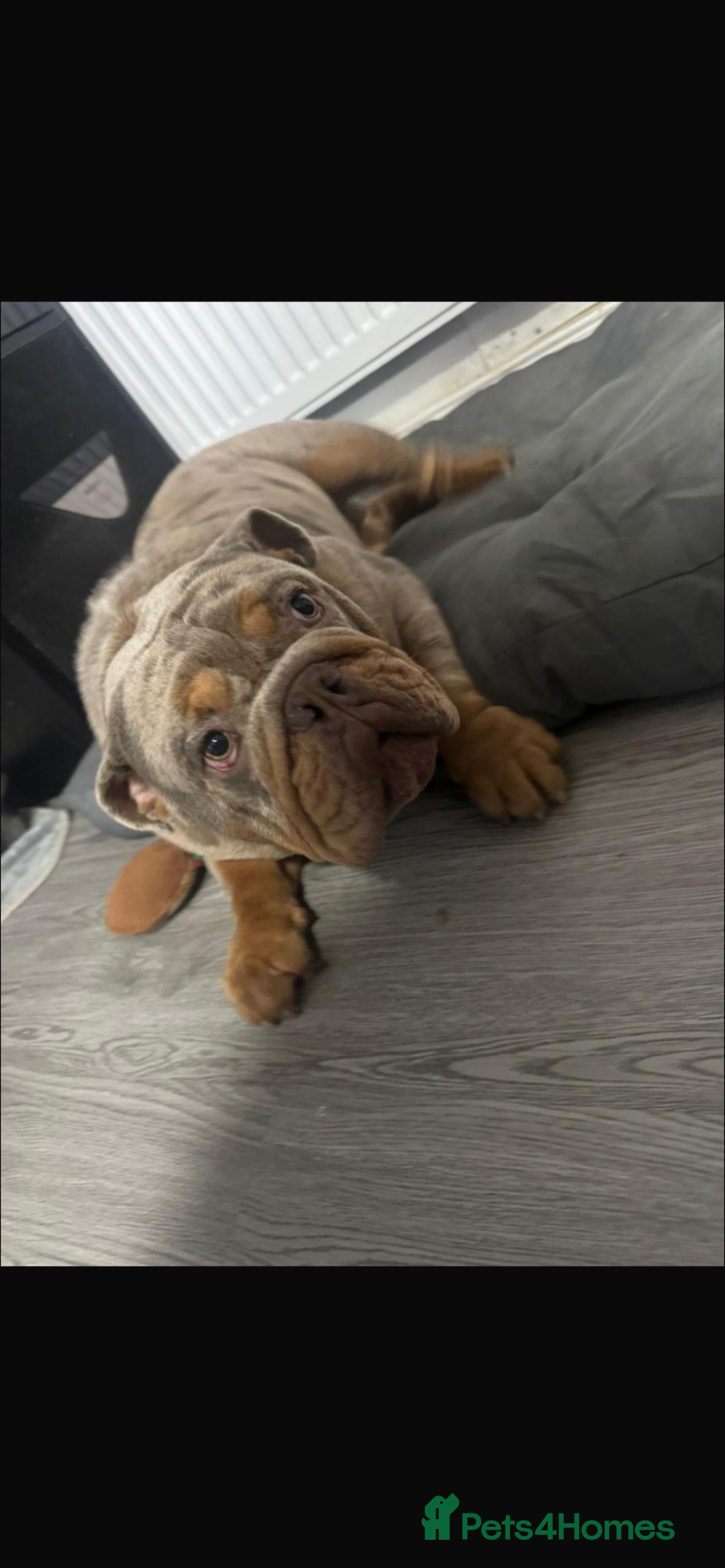 English Bulldog dogs for sale: English bulldog - Advert 9