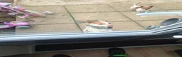 Jack Russell dogs for sale: 1 male pure mini jack russel - parents can be seen - Advert 5