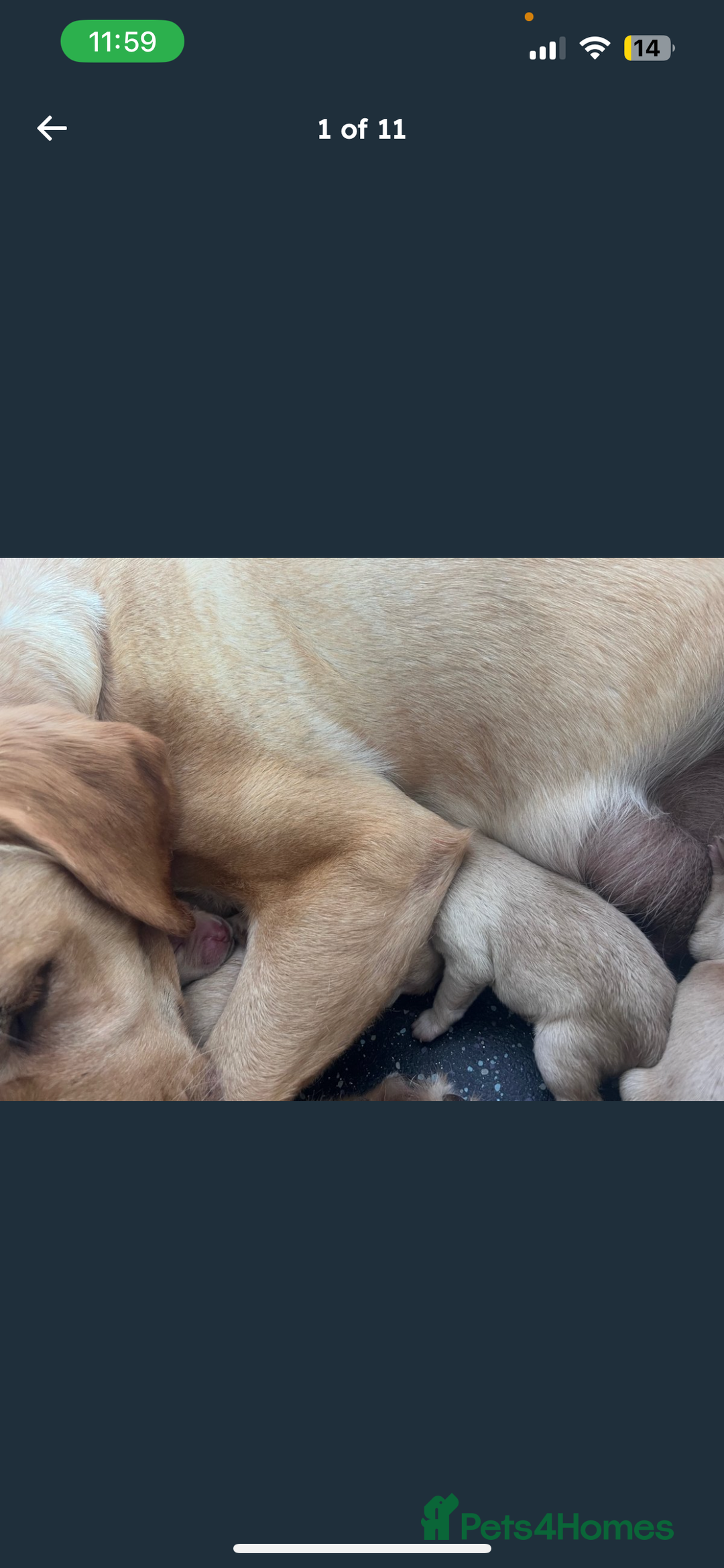Labrador Retriever dogs for sale: Labrador Pups - Image 6