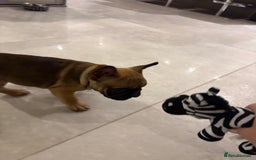 French Bulldog dogs for sale: Beautiful French fawn bulldog  - Image 6