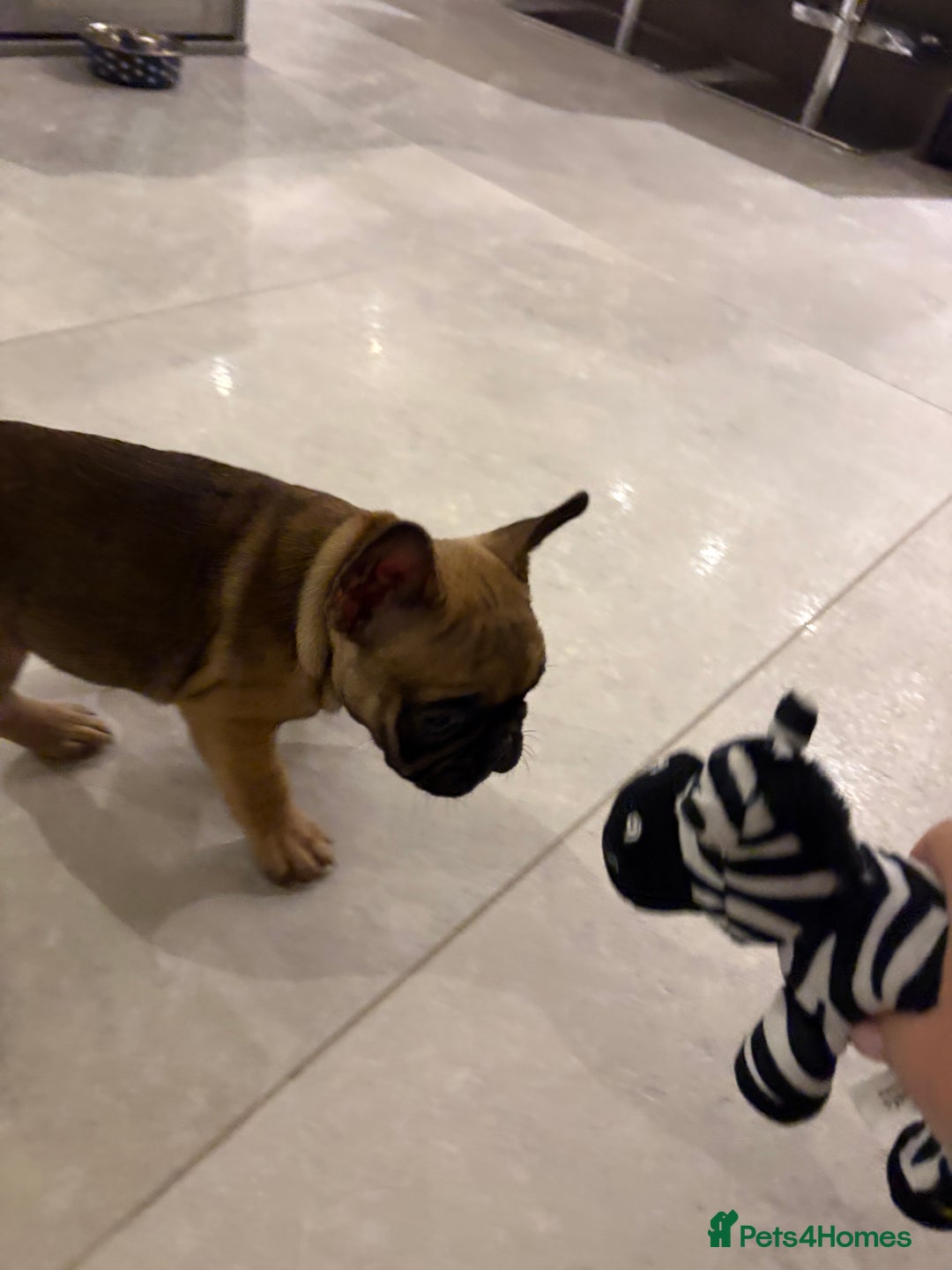 French Bulldog dogs for sale: Beautiful French fawn bulldog  - Image 6
