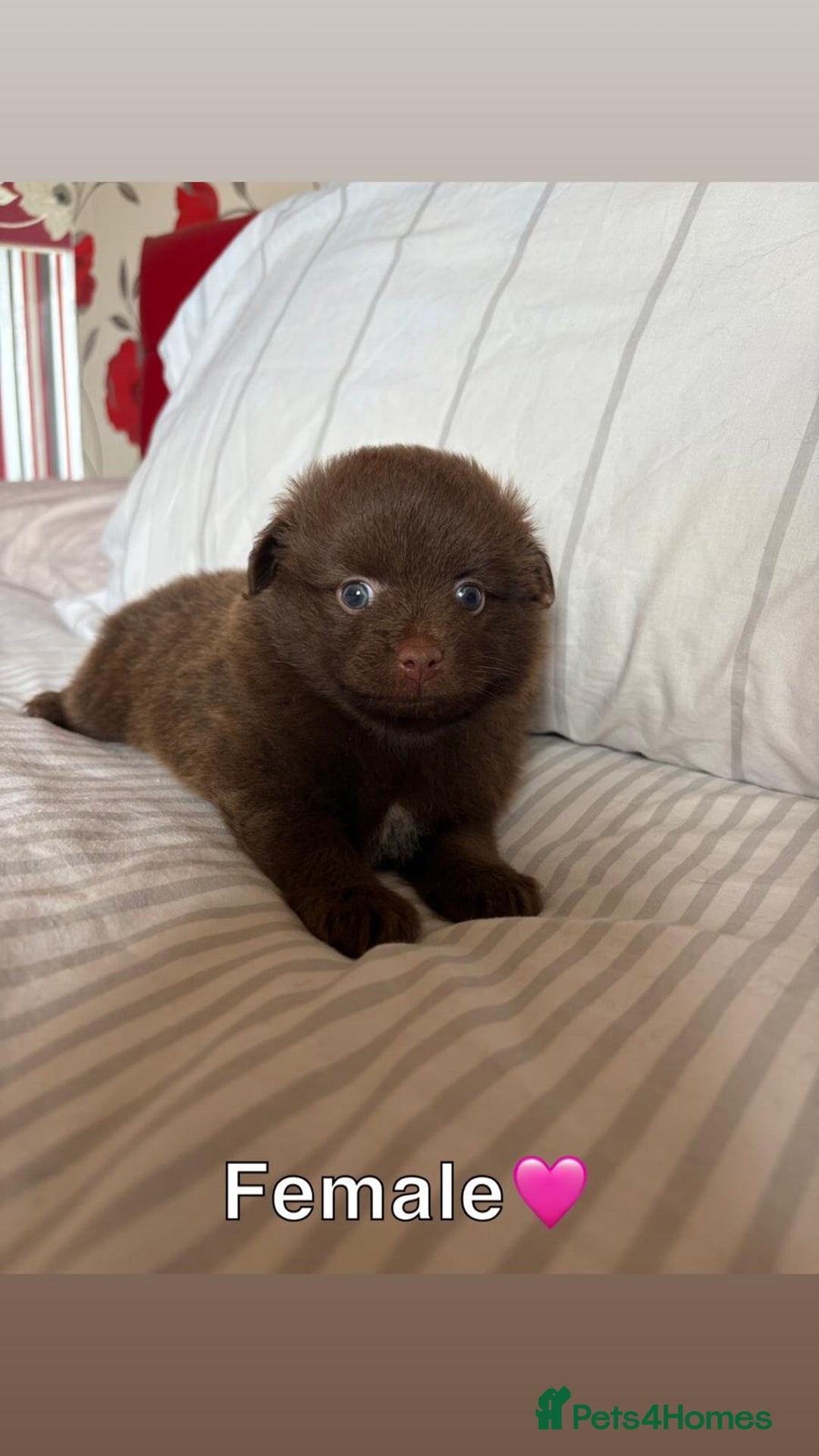 Pomeranian dogs for sale: 3 STUNNING POMERANIANS 1 MALE 2 FEMALE  - Image 4
