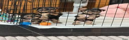 Yorkshire Terrier dogs for sale:  Yorkshire Terrier Puppies  - Advert 11