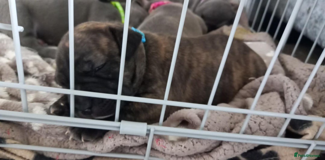Staffordshire Bull Terrier dogs for sale: Brindle staffy pups  - Image 5