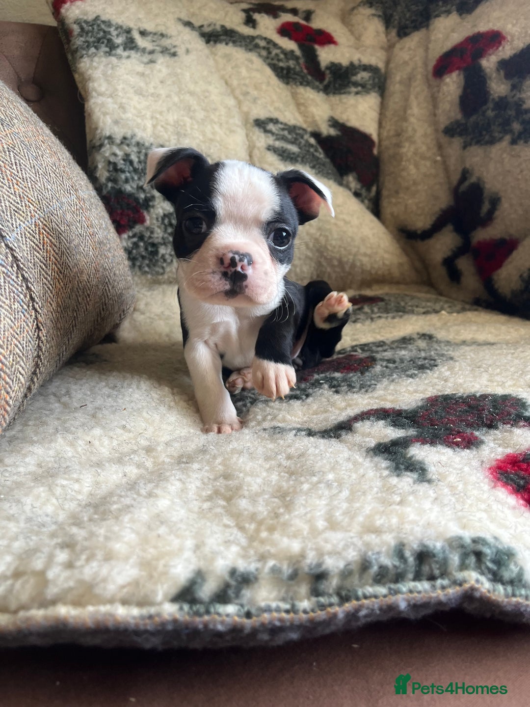Boston Terrier dogs for sale: How is she the last puppy she’s perfect!  - Image 6