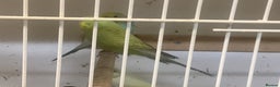 Budgerigars birds for sale: New baby budgies - Advert 6