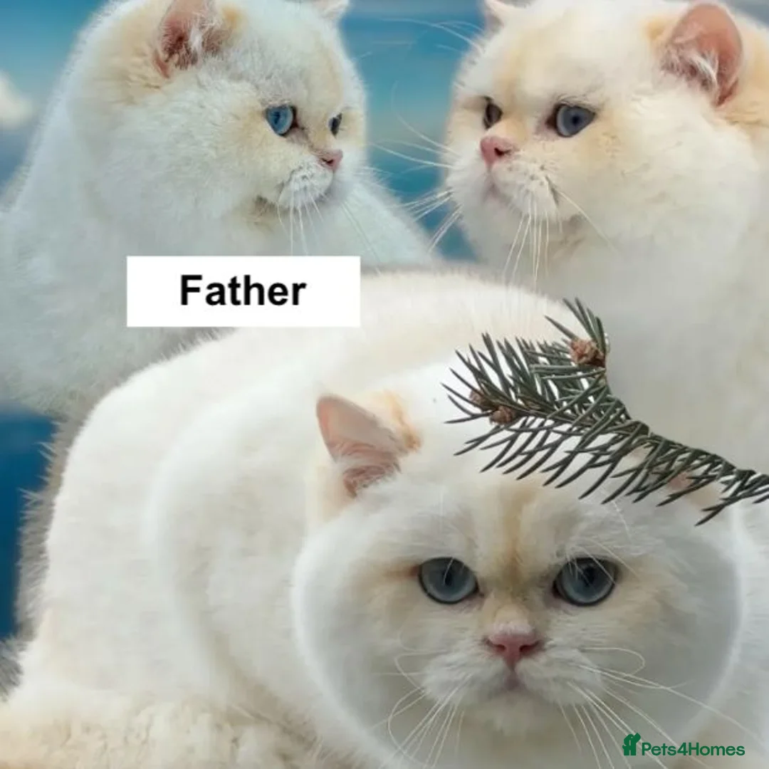 British Shorthair cats for sale: Exceptional Golden British Shorthair – NY 11 33 - Advert 2