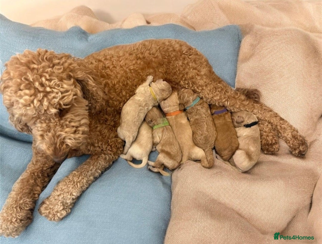 Labradoodle dogs for sale: Labradoodle Bitch 12 wks old fully vaccinated  - Advert 2