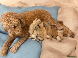 Labradoodle dogs Labradoodle Bitch 12 wks old fully vaccinated - Advert 1