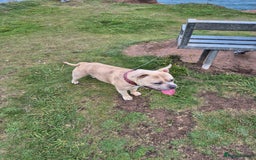 American Bully dogs for stud: BRONSON pocket bullie - Image 6