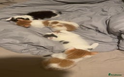 Mixed Breed cats for sale: Kittens for sale  - Image 2
