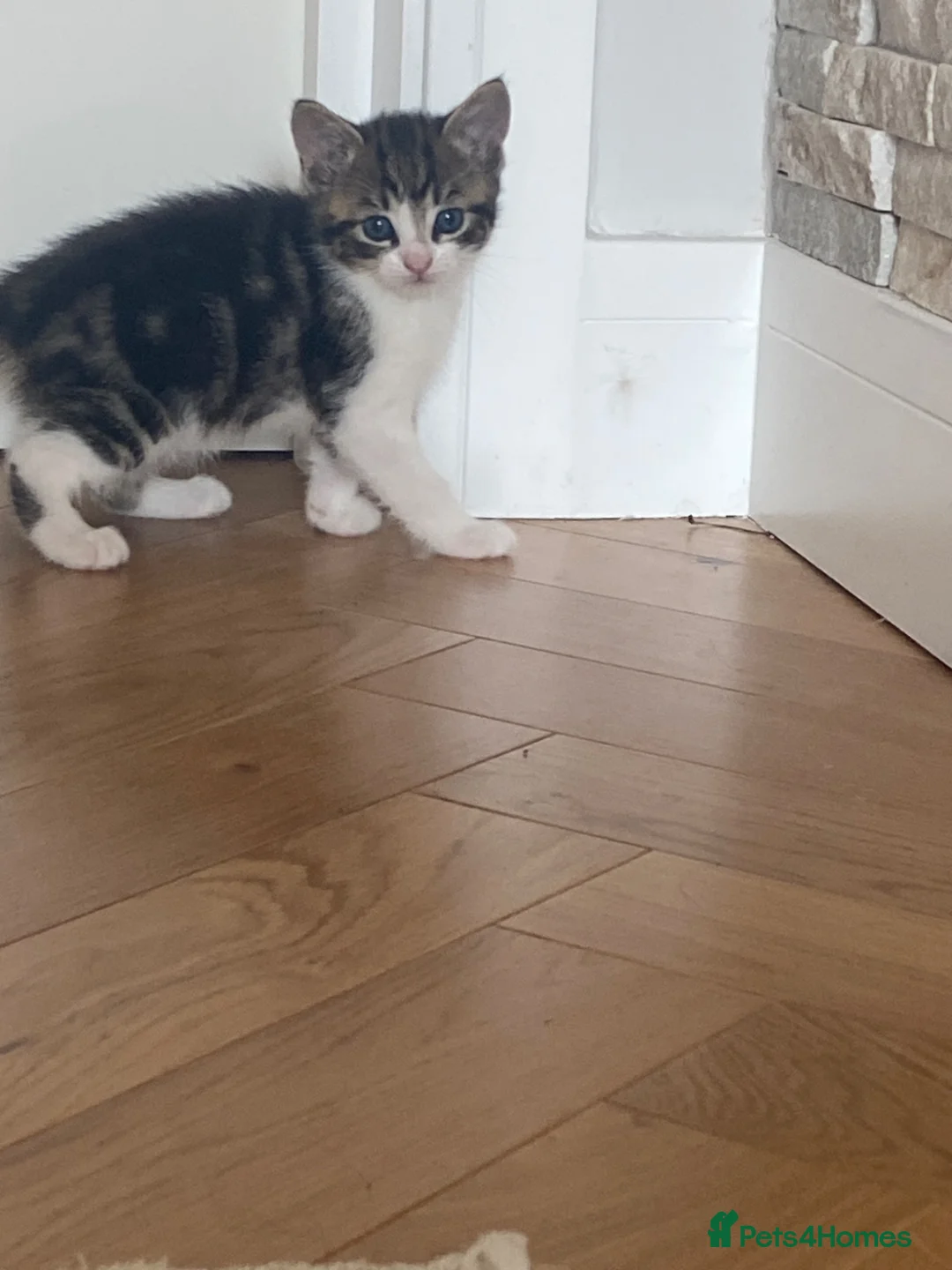 Mixed Breed cats for sale: Five beautiful kittens looking to find a new house - Advert 15