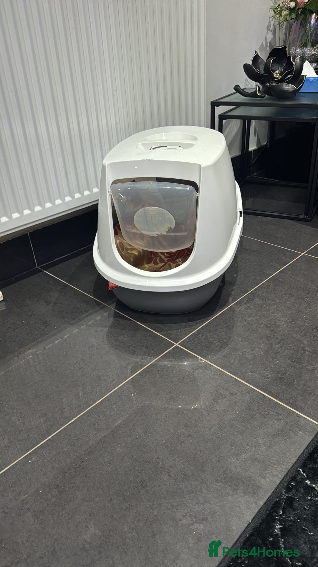 Maltese dogs for sale: Beautiful Jake Maltese boy puppy - Advert 6