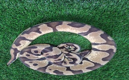 Python Snake reptiles for sale: Pastel enchi het pied python - Image 2