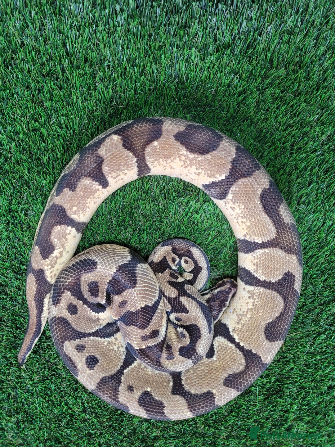 Python Snake reptiles for sale: Pastel enchi het pied python - Image 2