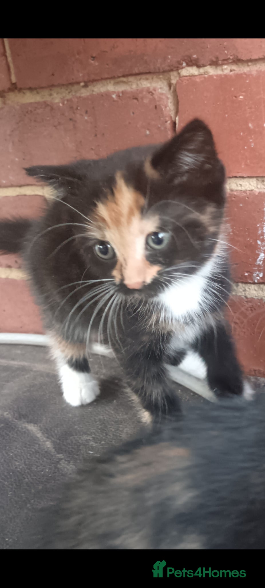 British Longhair cats 2 male kittens for sale - Advert 16