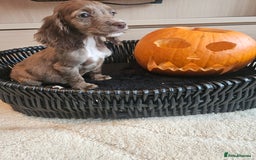 Cocker Spaniel dogs for sale: Working type cocker spaniels. Merle and Roan - Image 6