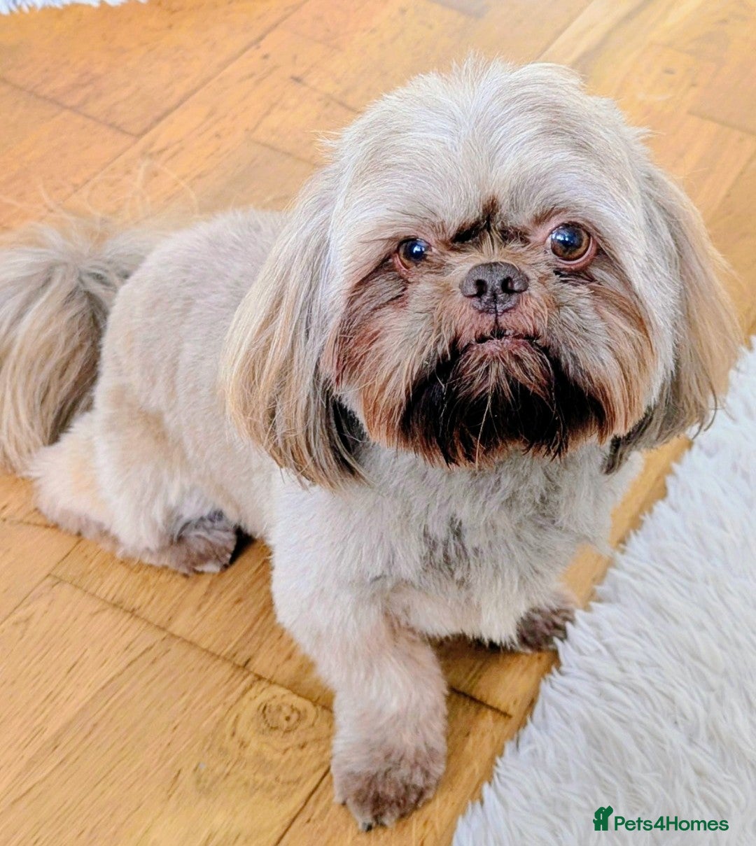 Shih Tzu dogs for stud: Kc registerd stud karashishi and sweet tooth lines in Southampton - Advert 2