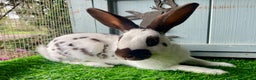 English Spot rabbits for sale: English Spot Rabbits - Advert 4
