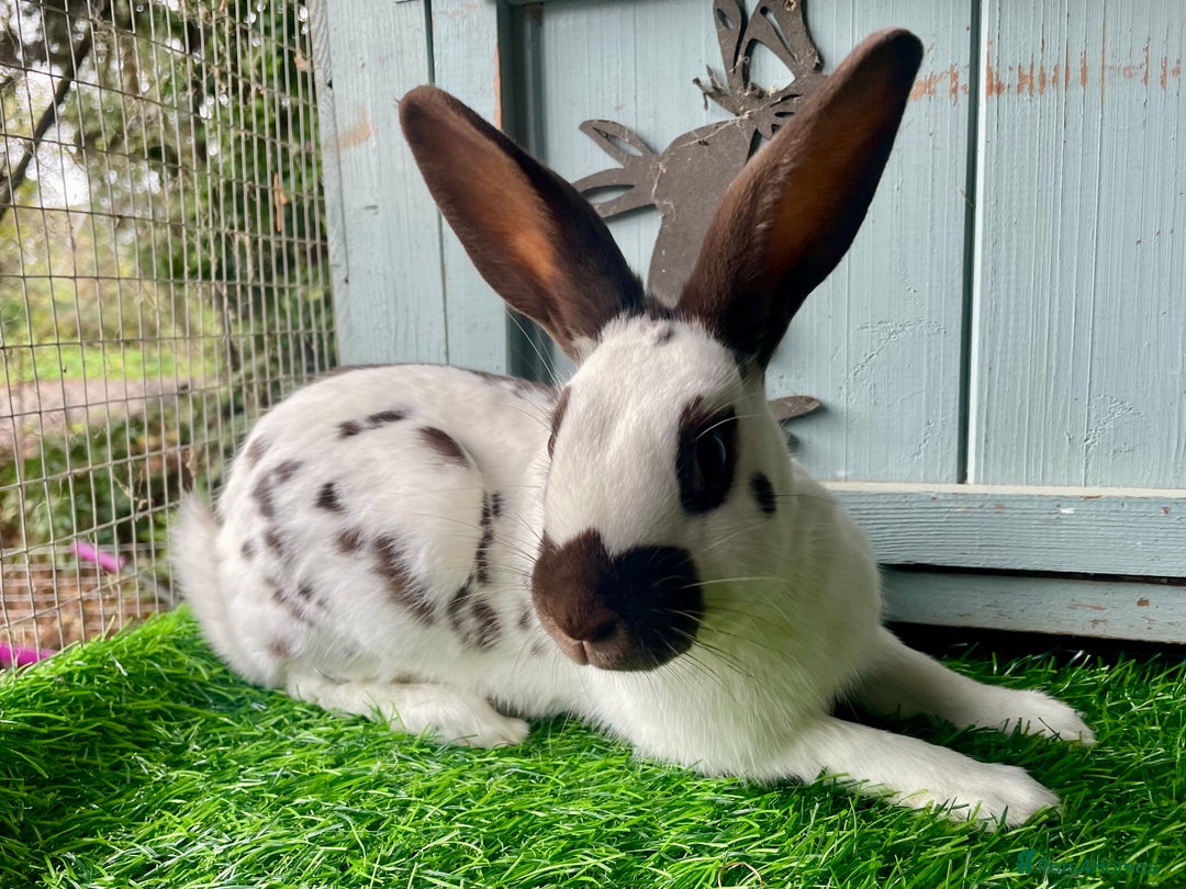 English Spot rabbits for sale: English Spot Rabbits - Advert 4