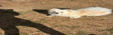 Pomeranian 1